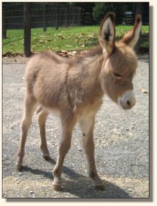 Click photo of miniature donkey to enlarge image