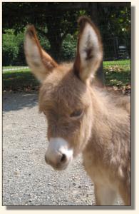 Click photo of miniature donkey to enlarge image