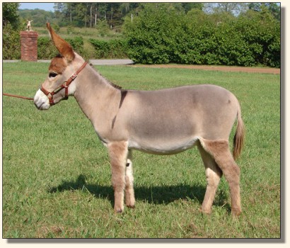 Wit's End Miss El-Leigh