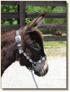 Click photo to enlarge image of miniature donkey