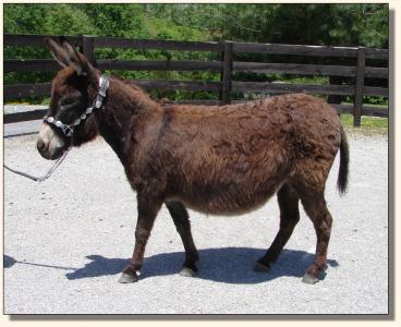 Click photo to enlarge image of miniature donkey