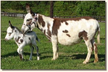 Click photo to miniature donkey to enlarge image