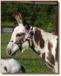 Click photo to miniature donkey to enlarge image