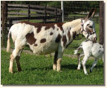 Click photo to miniature donkey to enlarge image