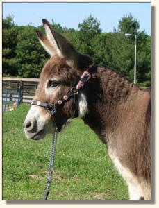 Click photo of miniature donkey to enlarge image
