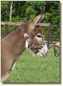 Click photo of miniature donkey to enlarge image