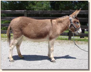Click photo of miniature donkey to enlarge image