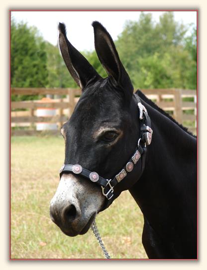 Gee Haw's Co-Co Butter, photo by Sandy