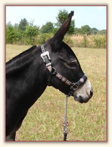 Gee Haw's Co-Co Butter