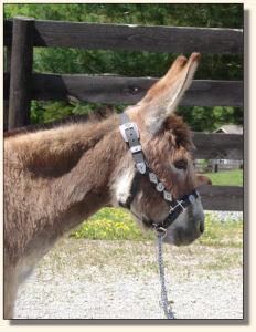 Click photo of miniature donkey to enlarge image
