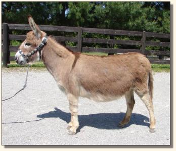 Click photo of miniature donkey to enlarge image