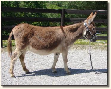 Click photo of miniature donkey to enlarge image