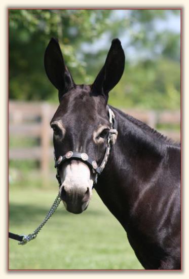 Sunset Acres Kristen Joy