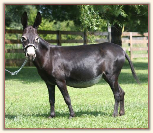 Sunset Acres Kristen Joy