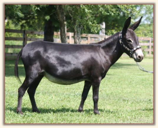 Sunset Acres Kristen Joy