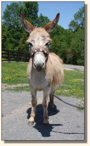Click photo of miniature donkey to enlarge image