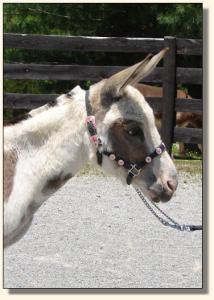 Click photo of miniature donkey to enlarge image