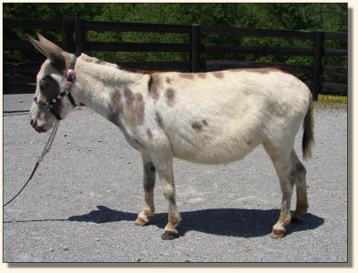 Click photo of miniature donkey to enlarge image