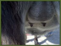 Raven's teats and bag on 12/24/10