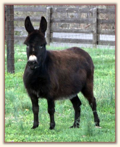 Sunset Acres Kristen Joy