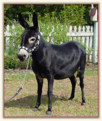 Short & Sweet Raven's Fire