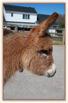 HHAA Rocket's Red Glare