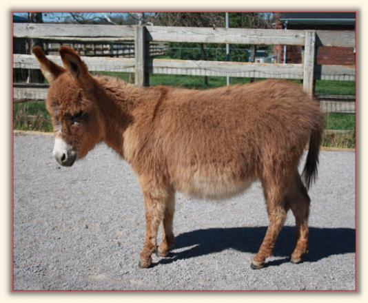 HHAA Rocket's Red Glare