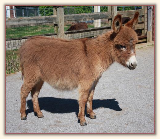 HHAA Rocket's Red Glare