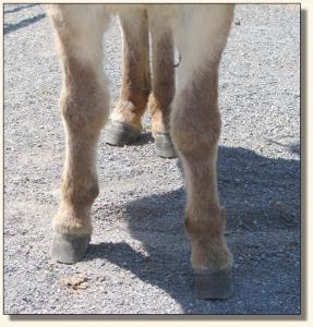 Click photo  of miniature donkey to enlarge image