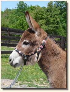 Click photo  of miniature donkey to enlarge image