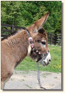 Click photo  of miniature donkey to enlarge image