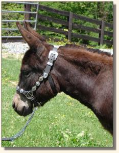 Click photo of miniature donkey to enlarge image