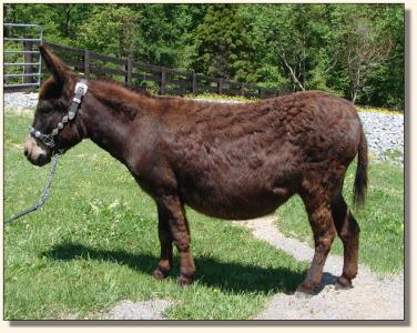 Click photo of miniature donkey to enlarge image