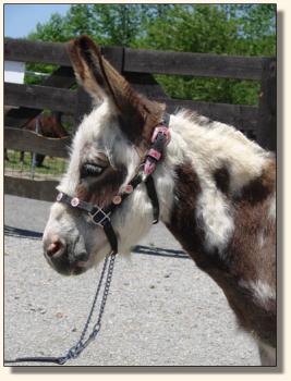 Click photo of miniature donkey to enlarge image