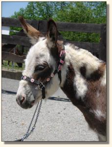 Click photo of miniature donkey to enlarge image