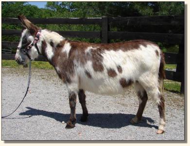 Click photo of miniature donkey to enlarge image