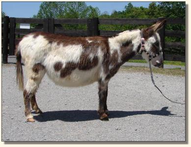 Click photo of miniature donkey to enlarge image
