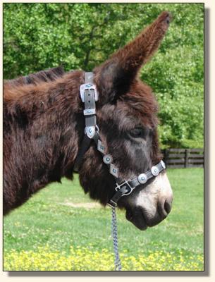 Click photo to enlarge image of miniature donkey