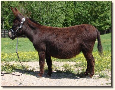 Click photo to enlarge image of miniature donkey