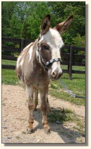 Click photo of miniature donkey to enlarge image