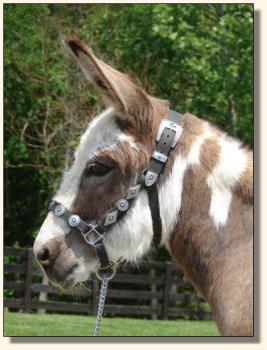 Click photo of miniature donkey to enlarge image
