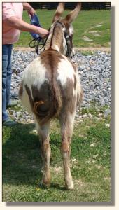 Click photo of miniature donkey to enlarge image