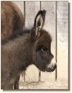 Click photo to enlarge