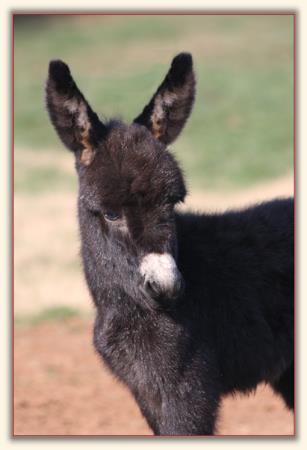 Wit's End Jazz-A-Belle