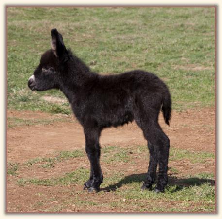 Wit's End Jazz-A-Belle