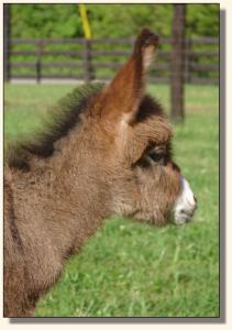 Click image of miniature donkey to enlarge
