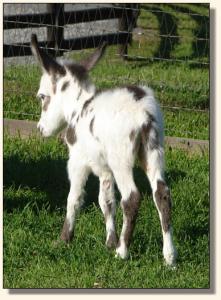Click photo of miniature donkey to enlarge image