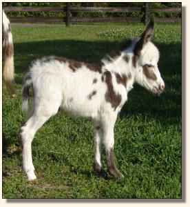 Click photo of miniature donkey to enlarge image