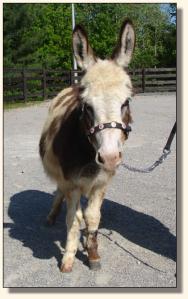Click photo of miniature donkey to enlarge image