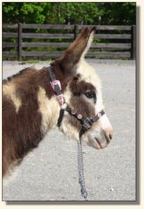 Click photo of miniature donkey to enlarge image